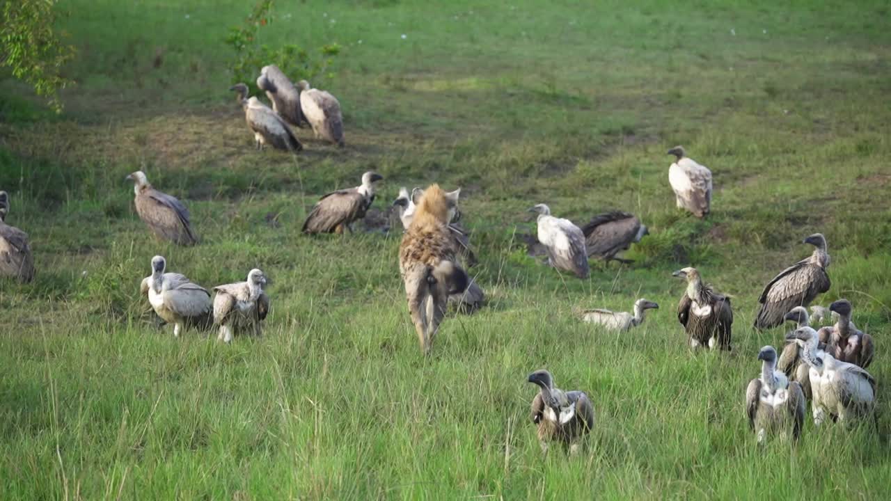 단일 하이에나가  ⁇ 고 있는 큰 독수리 그룹