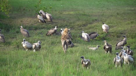 Large-group-of-vultures-with-single-hyena-walking