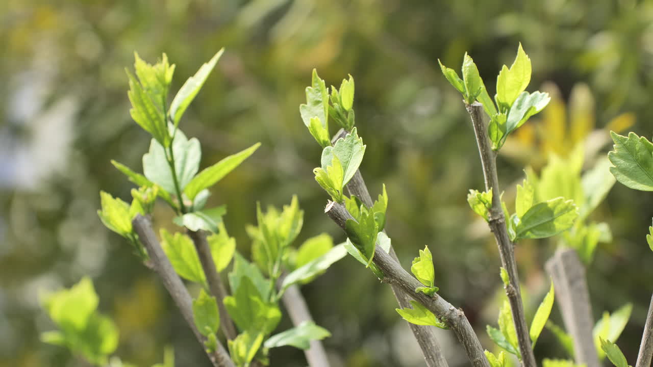 hojas jóvenes que brotan durante la primavera en francia