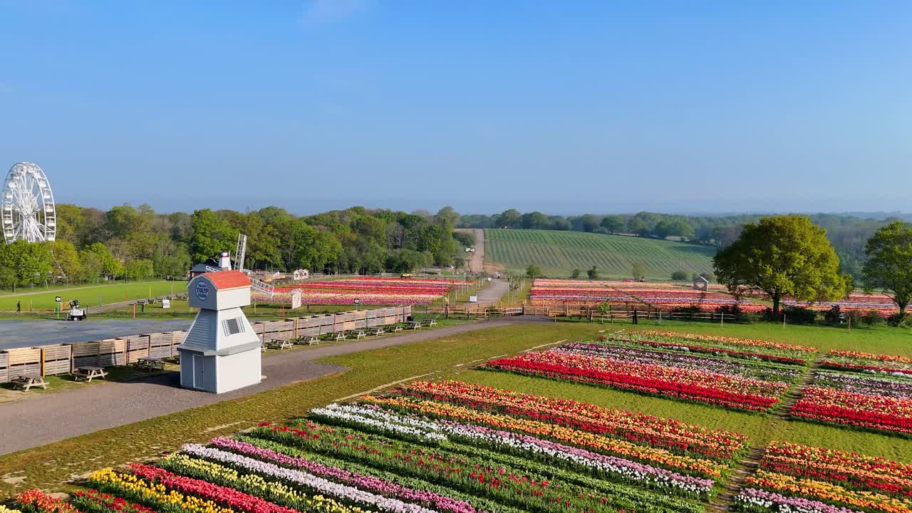 Stunning aerial footage of Tulleys Tulip Festival. Vibrant tulip fields in full bloom, captured by drone. Perfect for nature, travel, and springtime video content.