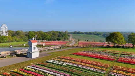 stunning aerial footage of tulleys tulip festival. vibrant tulip fields in full bloom, captured by drone. perfect for nature, travel, and springtime video content.