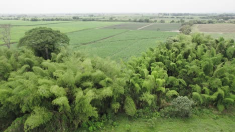 una foto panorámica de una cosecha de piña en cali, colombia
