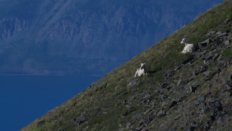 Dall-Sheep-Resting-On-The-Mountain,-Sheep-Mountain,-Kluane-National-Park,-Yukon,-Canada---Wide-Shot