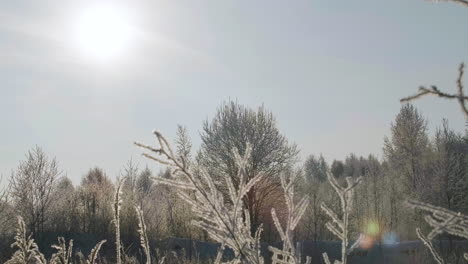 frozen winter forest