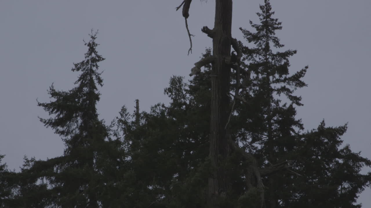 reserva del auge inglés