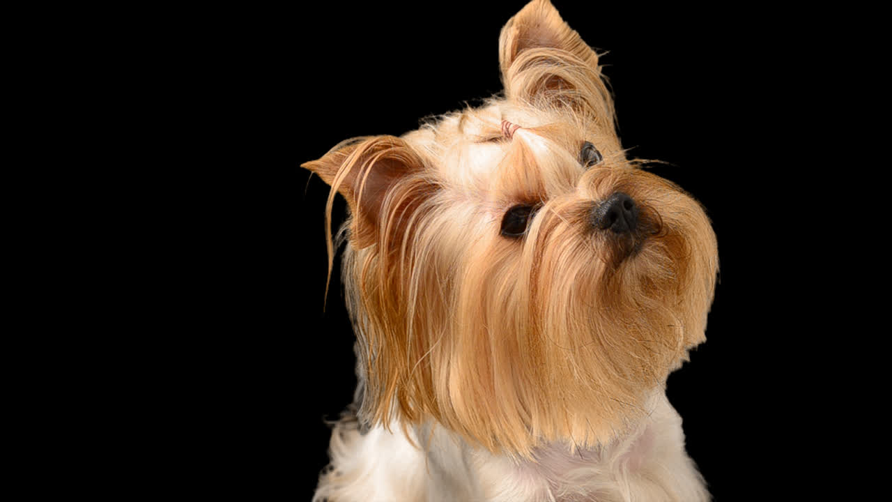 Yorkshire terrier. Canale alfa incluso.