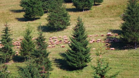 Schafherde-Weidet-Auf-Dem-Von-Tannen-Umgebenen-Grasland