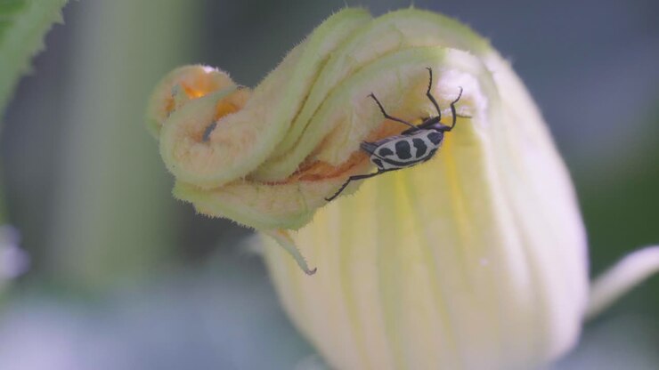 Primo piano di un insetto Astylus atromaculatus su un fiore di zucchina