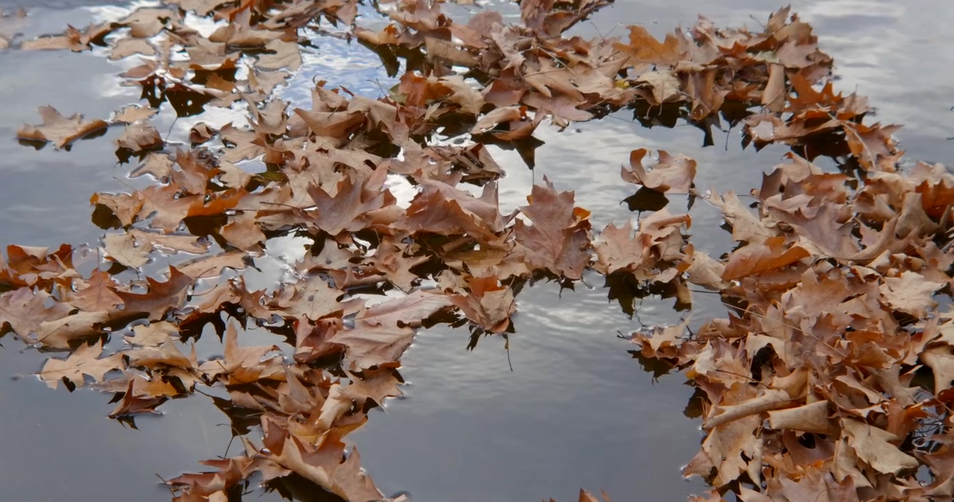 Foglie autunnali che galleggiano su un fiume tranquillo.