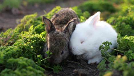 two cute baby rabbits in the grass