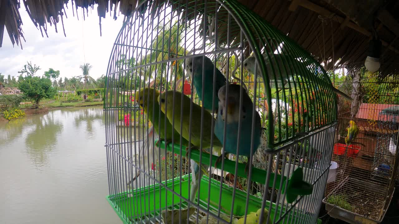 Colorful Pairs Of Lovebirds Perched Inside A Birdcage Hanging By The Lakeshore. close up