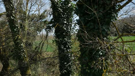 some trees covered with ivy