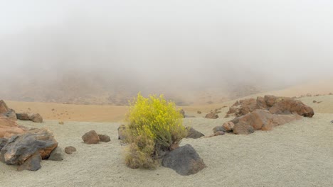 One-yellow-flixweed-plant-growing-on-desert-craggy-soil,-foggy-background,-Teide