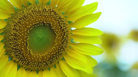 flor de sol en primer plano