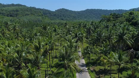 aerial of an empty road surrounded by palm trees at koh kood island, thailand