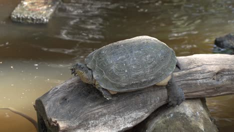 large turte resting on tree bark in pond