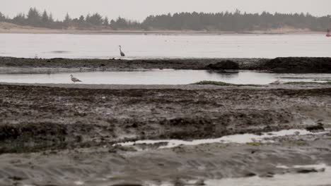 A-crane-walking-at-low-tide-in-the-mud-hunting-for-food