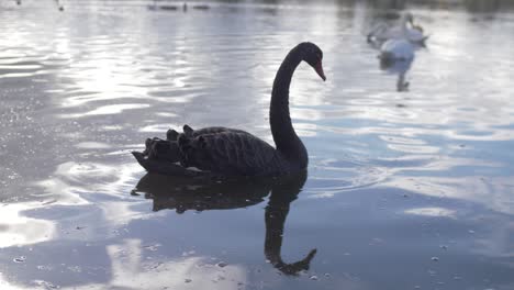Cisne-Negro-Nadando-En-El-Agua
