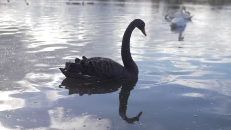 black swan swimming in the water