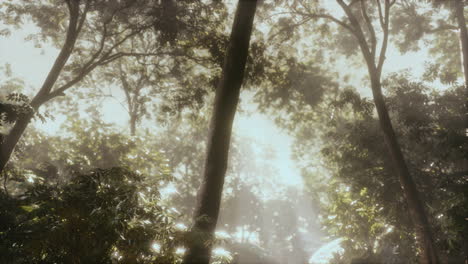 luz de la mañana en el hermoso jardín de la selva