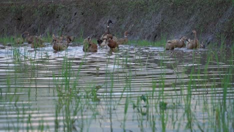 Eine-Herde-Enten-Auf-Den-Reisfeldern-Voller-Wasser