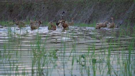 a flock of ducks on the rice fields full of water