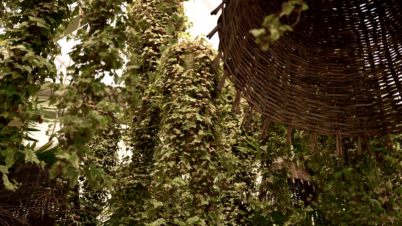 Lampada a sospensione in vimini intrecciato tra fitte piante di edera verde