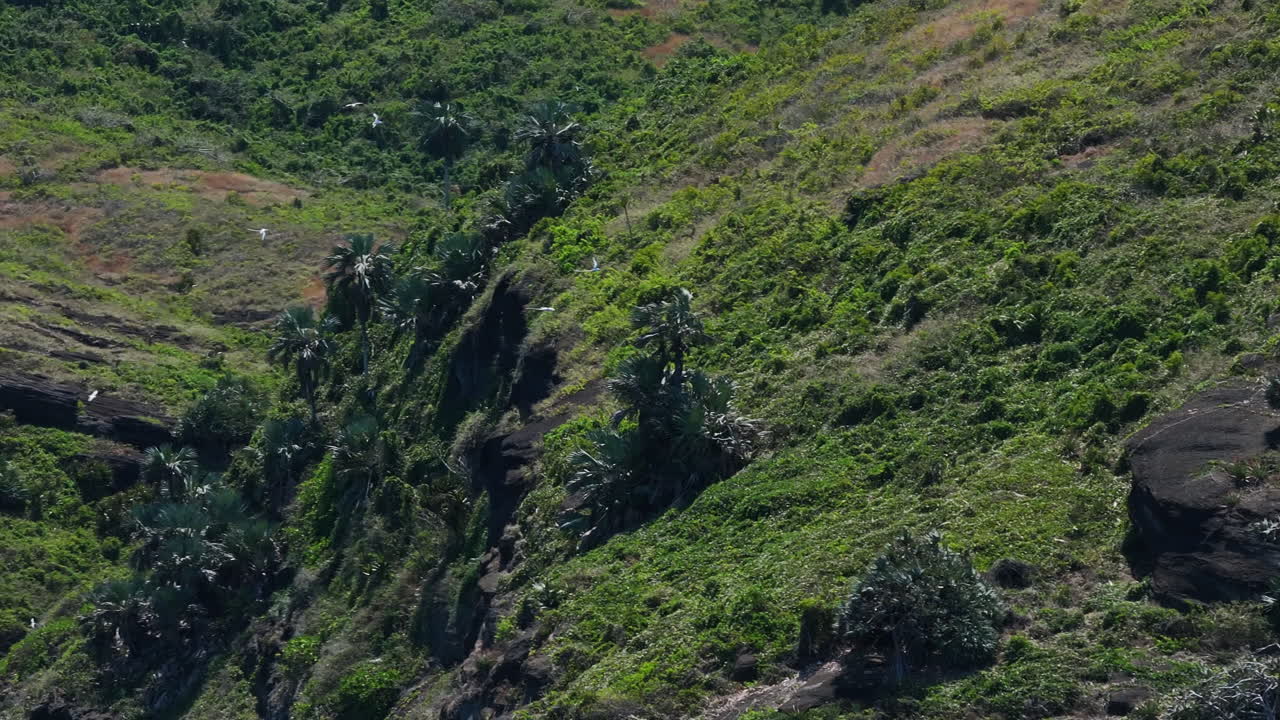 Wide shot of a white tailed tropicbird colony on Gunner Quoin Island off the coast of Mauritius.