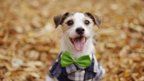 El-Cachorro-Jack-Russell-Con-Ropa-Elegante-En-El-Parque-De-Otoño,-En-El-Cuello-Una-Corbata-Verde