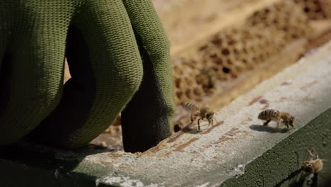 BEEKEEPING---Beekeeper's-hands-remove-frame-from-a-beehive,-slow-motion-close-up