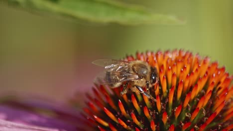 side view of a wild honey bee collecting nectar from an orange coneflower against green blurred background