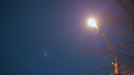 streetlight glowing against deep blue dusk sky, illuminating bare tree branches and shimmering wires with soft light effects creating a serene and atmospheric winter scene