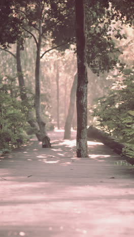 a wooden path through a lush forest with sunlight streaming through the trees