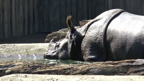 rhinoceros in the water