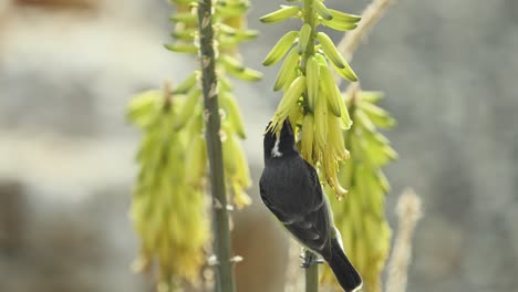 the bananaquit on the yellow aloe vera flowers - a slow-motion shot