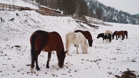 brown and white horses graze on snowy area in gorny altai