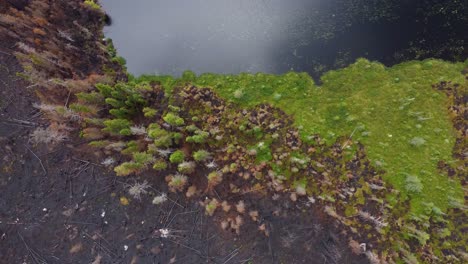 paisaje forestal y copas de árboles después del incendio forestal del norte de quebec, vista aérea de arriba hacia abajo