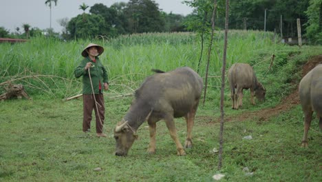 farmer with water buffaloes in a rural vietnamese field