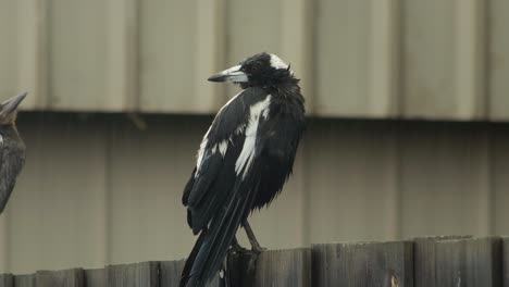 Wet-Australian-Magpie-Perched-On-Fence-Looking-Moving-Head-Raining-Australia-Gippsland-Victoria-Maffra