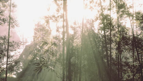 tranquil bamboo forest with sunlight