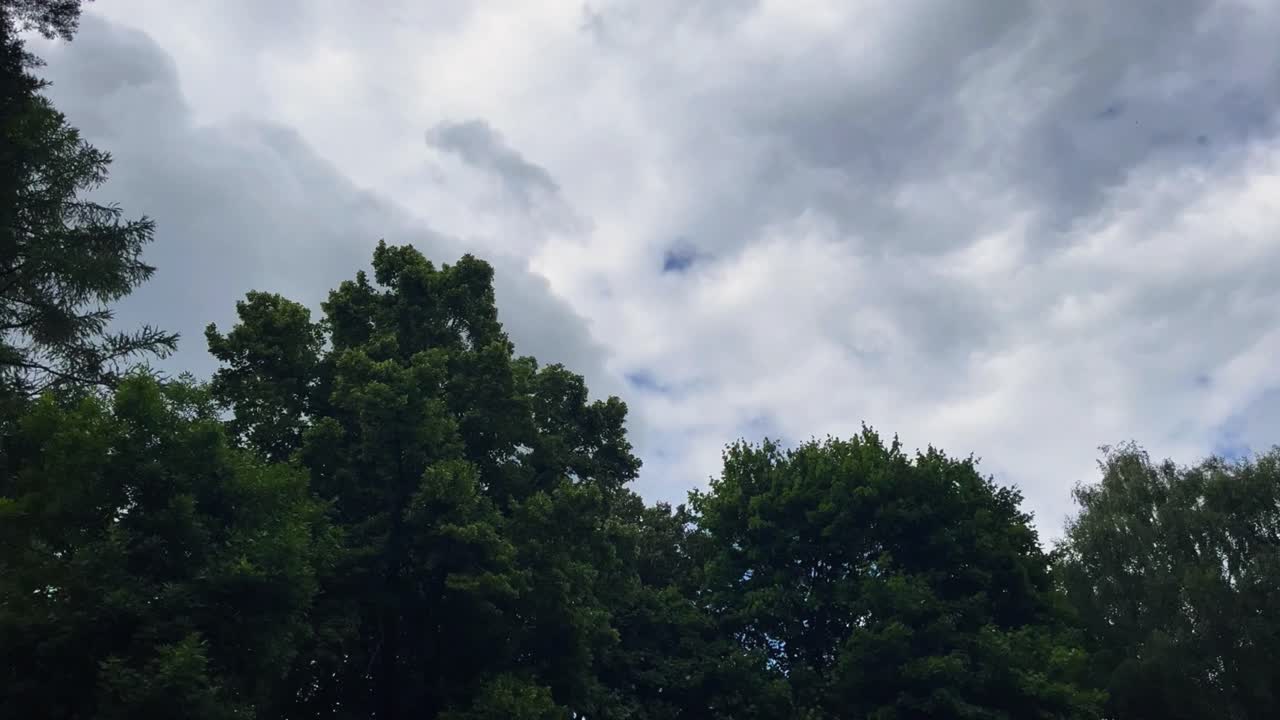 Green treetop of the dense forest under the cloudy sky in autumn day
