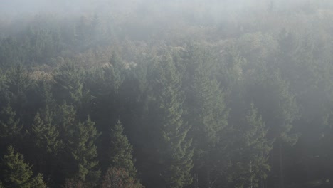 Firs-forest-in-Vercors,-France-at-Fall