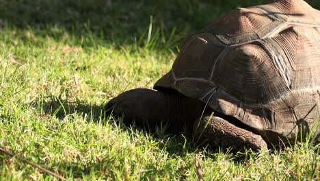 a tortoise eating grass in a zoo