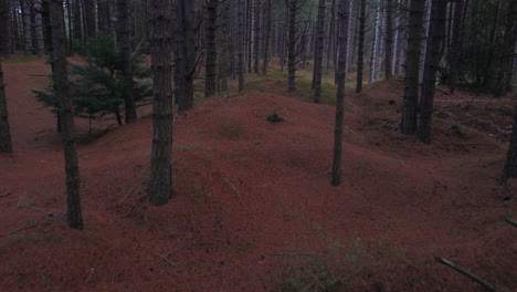 Drohne-Aus-Der-Luft,-Die-Durch-Den-Hohen-Kiefernwald-In-Großbritannien-Fliegt