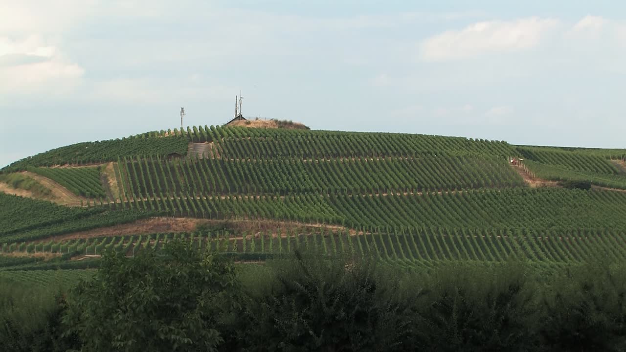 독일 콘스턴스 호수의 언덕에 있는 포도원