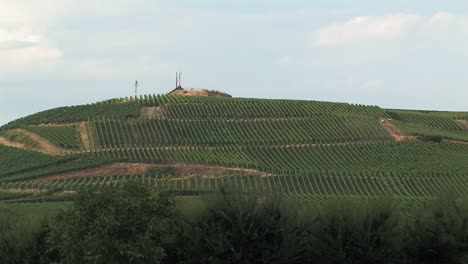 viñedo en una colina en el lago de constanza, alemania