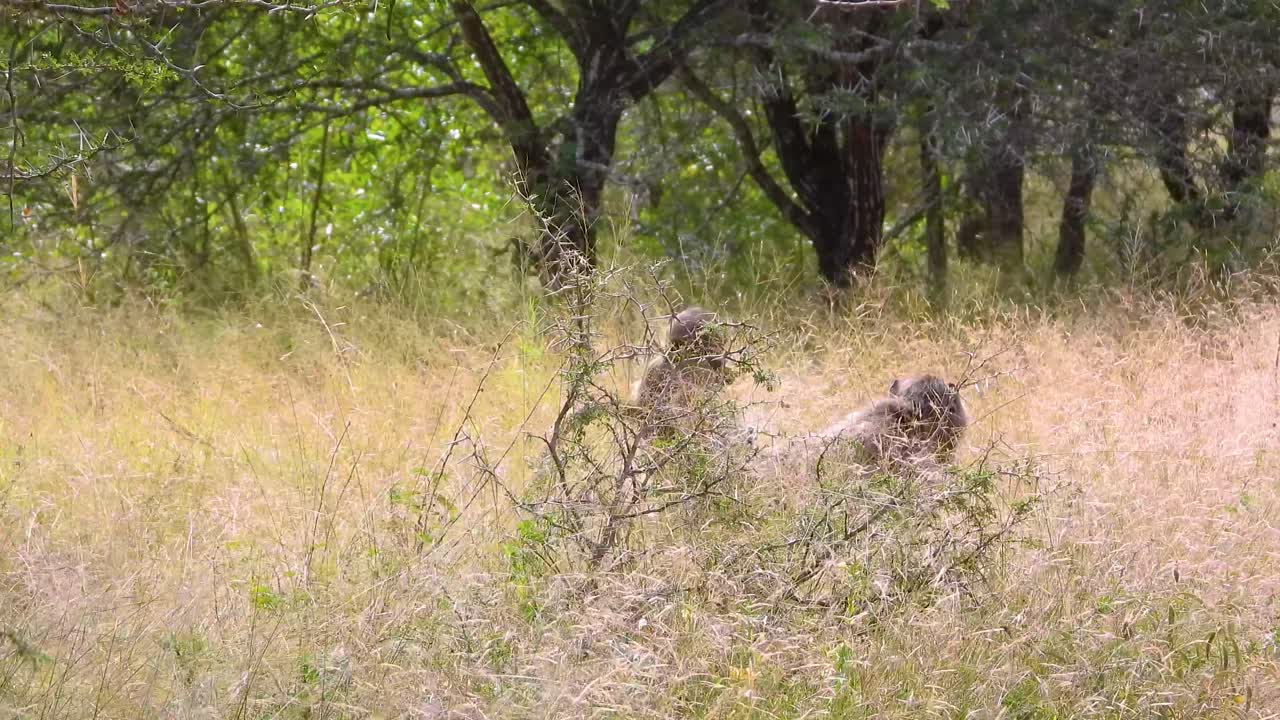Baby Baboon Riding Mother in Kruger National Park Savanna