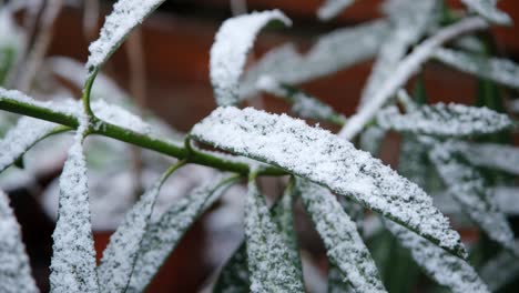 hojas verdes de árboles o arbustos en ramas cubiertas de nieve de cerca.