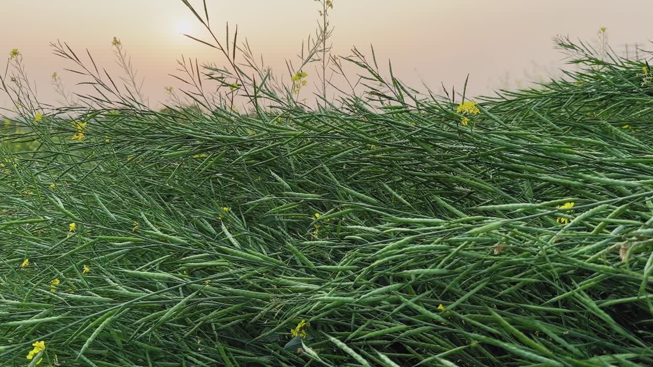 Slow left to right tracking shot across mature mustard plants, dense green seed pods and a few yellow flowers bending together under warm sunset light in rural fields