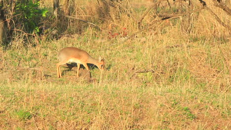 Un-Pequeño-Antílope-Dik-dik-Se-Alimenta-A-Lo-Largo-De-Una-Pequeña-Sección-De-La-Reserva-Del-Triángulo-Mara-En-Kenia-Durante-La-Gran-Temporada-De-Migración